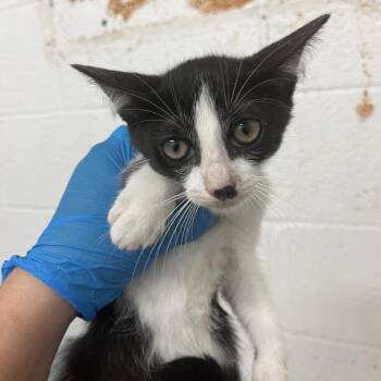 Peach -  Domestic Short Hair Cat for Adoption in Edinburg, Texas - Peach | PetCurious