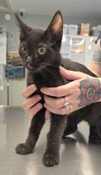 Ranger -  Domestic Short Hair Cat for Adoption in Vancouver, Washington - Ranger | PetCurious