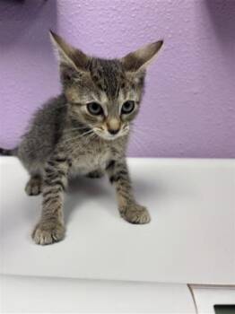 Domestic Short Hair Cats Available for Adoption in El Paso, Texas - Cubo | PetCurious