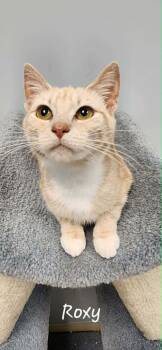 Domestic Short Hair Cats Available for Adoption in Chambersburg, Pennsylvania - Roxy | PetCurious