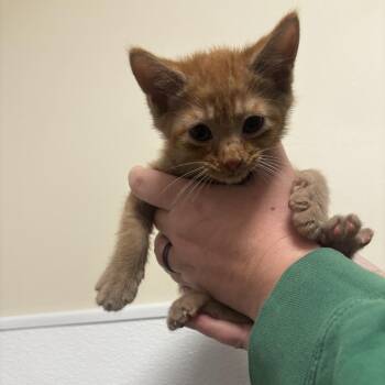 Domestic Short Hair Cats Available for Adoption in Tulsa, Oklahoma - Garbo | PetCurious