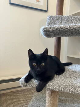 Rescue Domestic Short Hair Cats for Adoption in St. Helens, Oregon - Henry | PetCurious
