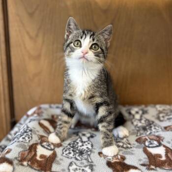 Fibula--In Foster -  Domestic Short Hair Cat for Adoption in Fargo, North Dakota - Fibula--In Foster | PetCurious