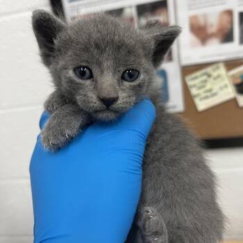 Frosted Flakes -  Domestic Short Hair Cat for Adoption in Edinburg, Texas - Frosted Flakes | PetCurious