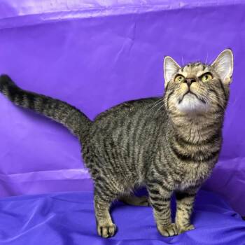 Kyler -  Domestic Short Hair Cat for Adoption in North Myrtle Beach, South Carolina - Kyler | PetCurious