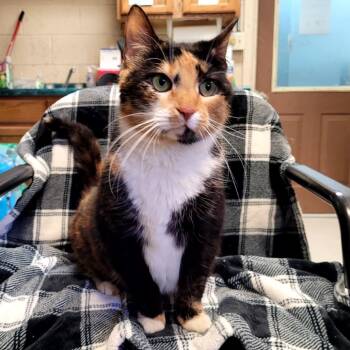 Rescue Domestic Short Hair Cats for Adoption in Kittanning, Pennsylvania - Chyna | PetCurious