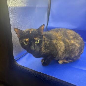 Cinnamon -  Domestic Short Hair Cat for Adoption in Gonzales, Louisiana - Cinnamon | PetCurious
