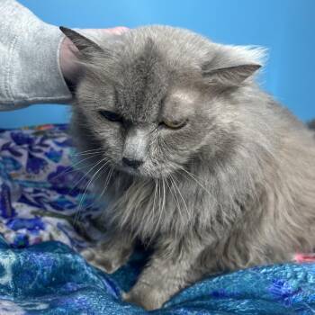 Domestic Long Hair Cats Available for Adoption in San Antonio, Texas - Flora | PetCurious