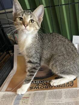Three month old litter -  Domestic Short Hair Cat for Adoption in San Antonio, Texas - Three Month Old Litter | PetCurious