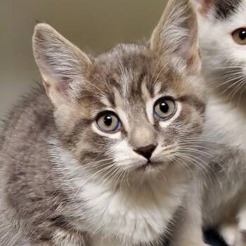 Domestic Short Hair Cats Available for Adoption in Phoenix, Arizona - Wrangler | PetCurious