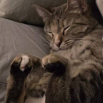 Rescue Domestic Short Hair Cats for Adoption in Lewisville, Texas - Pebbles | PetCurious