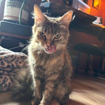 Domestic Long Hair Cats Available for Adoption in Chattanooga, Tennessee - Aioli | PetCurious