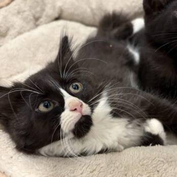 Toulouse -  Domestic Medium Hair Cat for Adoption in Sanford, North Carolina - Toulouse | PetCurious