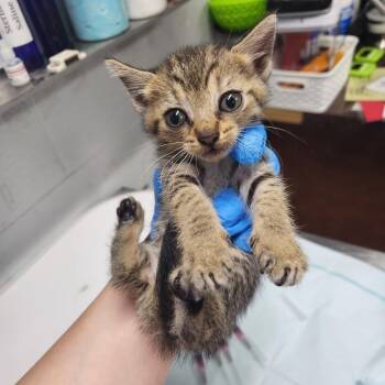 Kelly @ Dorchester Rd PetSmart -  Domestic Short Hair Cat for Adoption in Summerville, South Carolina - Kelly @ Dorchester Rd PetSmart | PetCurious