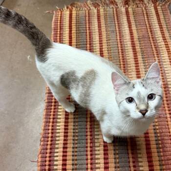 Tide - Softest Boy Ever -  Domestic Short Hair Cat for Adoption in Flagstaff, Arizona - Tide - Softest Boy Ever | PetCurious