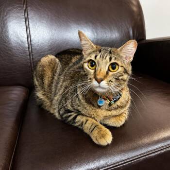 Catalina II -  Domestic Short Hair Cat for Adoption in Houston, Texas - Catalina II | PetCurious