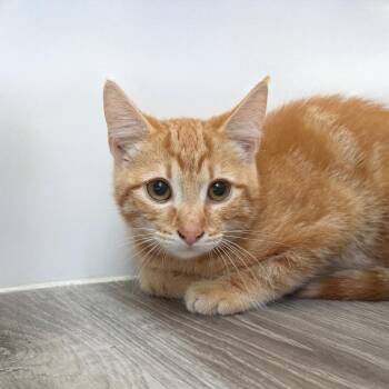 Mac McDonald -  Domestic Short Hair Cat for Adoption in State College, Pennsylvania - Mac McDonald | PetCurious