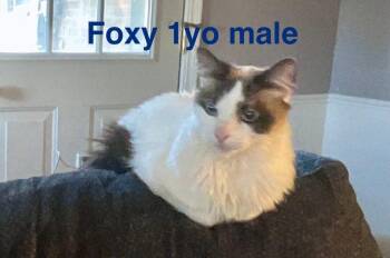 Siamese Cats Available for Adoption - Foxy | PetCurious