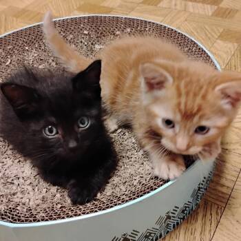 Prince Eric -  Domestic Short Hair Cat for Adoption in Denver, Colorado - Prince Eric | PetCurious