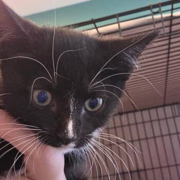 Domino -  Domestic Short Hair Cat for Adoption in Bel Air, Maryland - Domino | PetCurious