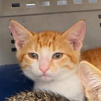 Hank 1854RJ34 -  Domestic Short Hair Cat for Adoption in Columbia, Missouri - Hank 1854RJ34 | PetCurious