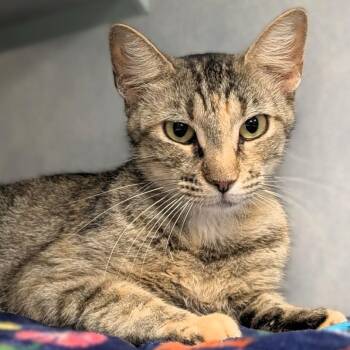 Kitkat -  Domestic Short Hair Cat for Adoption in Buchanan Dam, Texas - Kitkat | PetCurious