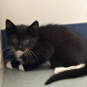 Waldo -  Domestic Medium Hair Cat for Adoption in West Palm Beach, Florida - Waldo | PetCurious