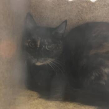 Browie -  Domestic Short Hair Cat for Adoption in Philadelphia, Pennsylvania - Browie | PetCurious