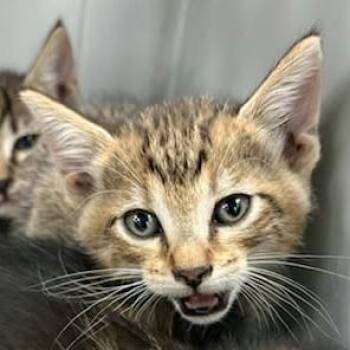 Missy 26-09-129 -  Domestic Short Hair Cat for Adoption in Bastrop, Texas - Missy 26-09-129 | PetCurious