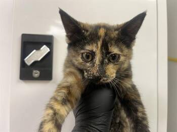 PICKLES -  Domestic Short Hair Cat for Adoption in Martinez, California - PICKLES | PetCurious
