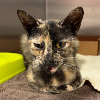 Turtle -  Domestic Short Hair Cat for Adoption in Nashville, Tennessee - Turtle | PetCurious