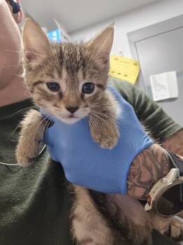 LUCY -  Domestic Short Hair Cat for Adoption in Tallahassee, Florida - LUCY | PetCurious