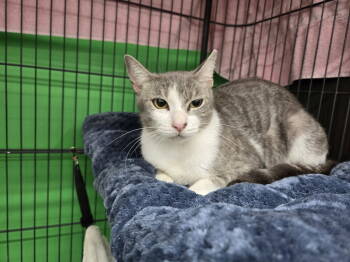 Rescue Domestic Short Hair Cats for Adoption in Virginia Beach, Virginia - Nebula | PetCurious