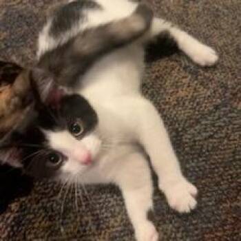 Steve -  Domestic Short Hair Cat for Adoption in Medina, Ohio - Steve | PetCurious