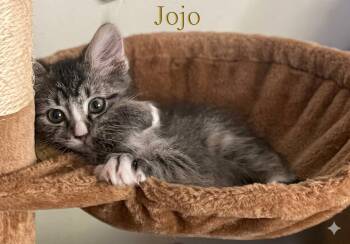 JoJo -  Maine Coon and Tabby Cat for Adoption in Palmdale, California - JoJo | PetCurious