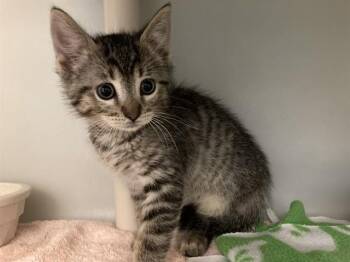 HOPPER -  Domestic Short Hair Cat for Adoption in Salinas, California - HOPPER | PetCurious
