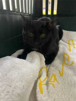 Rescue American Shorthair Cats for Adoption in Charleston, South Carolina - Raven | PetCurious