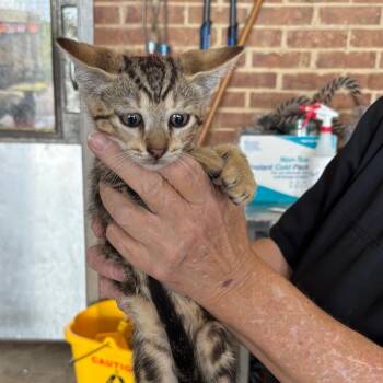 Bangor -  Domestic Short Hair Cat for Adoption in Birmingham, Alabama - Bangor | PetCurious