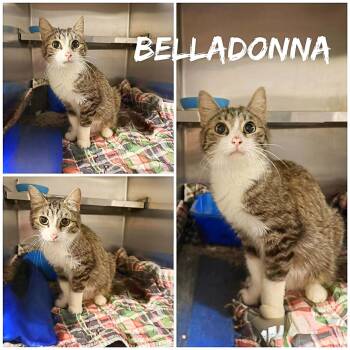 Domestic Short Hair Cats Available for Adoption in Saint James, Missouri - Belladonna | PetCurious