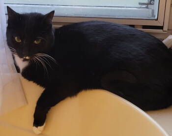 Rescue Domestic Short Hair Cats for Adoption in Battle Ground, Washington - Mi | PetCurious