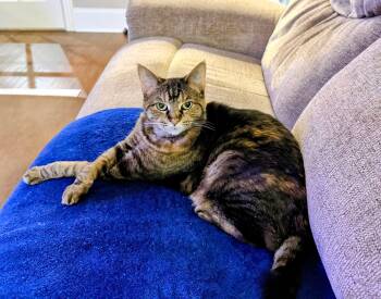 Domestic Short Hair Cats Available for Adoption in Murfreesboro, Tennessee - Zeri | PetCurious