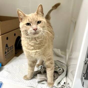 Gumbo -  Domestic Short Hair Cat for Adoption - Gumbo | PetCurious