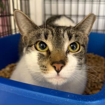 Domestic Short Hair Cats Available for Adoption in Trenton, New Jersey - Slushy | PetCurious