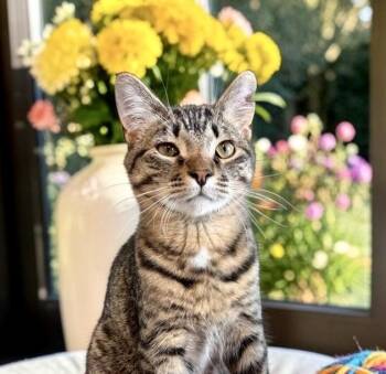 Fudge - KITTEN -  Tabby Cat for Adoption in Perry, Iowa - Fudge - KITTEN | PetCurious
