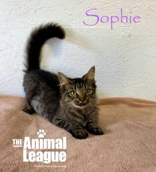 Sophie -  Domestic Medium Hair Cat for Adoption in Groveland, Florida - Sophie | PetCurious