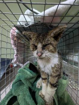 Domestic Short Hair Cats Available for Adoption in Jacksonville, Florida - A1478309 | PetCurious