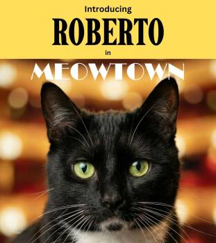 Domestic Short Hair Cats Available for Adoption - Roberto | PetCurious