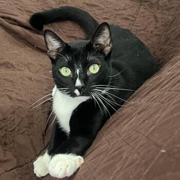Pepe -  Domestic Short Hair Cat Available for Adoption in San Jose, California - Pepe | PetCurious
