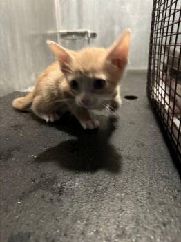 ALEX -  Domestic Short Hair Cat for Adoption in San Antonio, Texas - ALEX | PetCurious