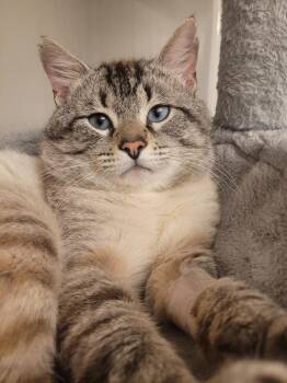 Rescue Tabby and Siamese Cats for Adoption in Northfield, Ohio - BENTLEY | PetCurious